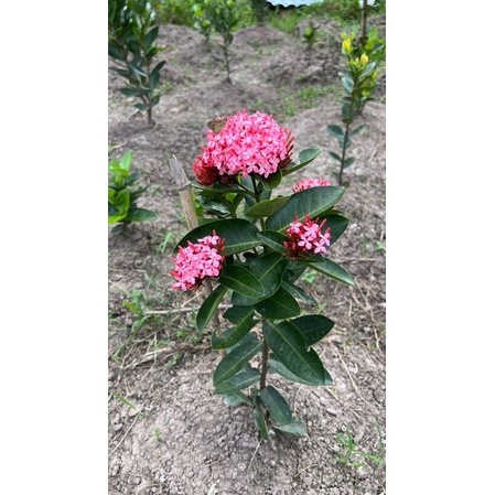 Mẫu đơn tím sen Vĩnh châu hoa thơm 35-60cm đã có hoa