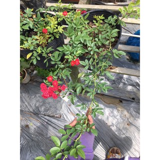 hồng red fairy