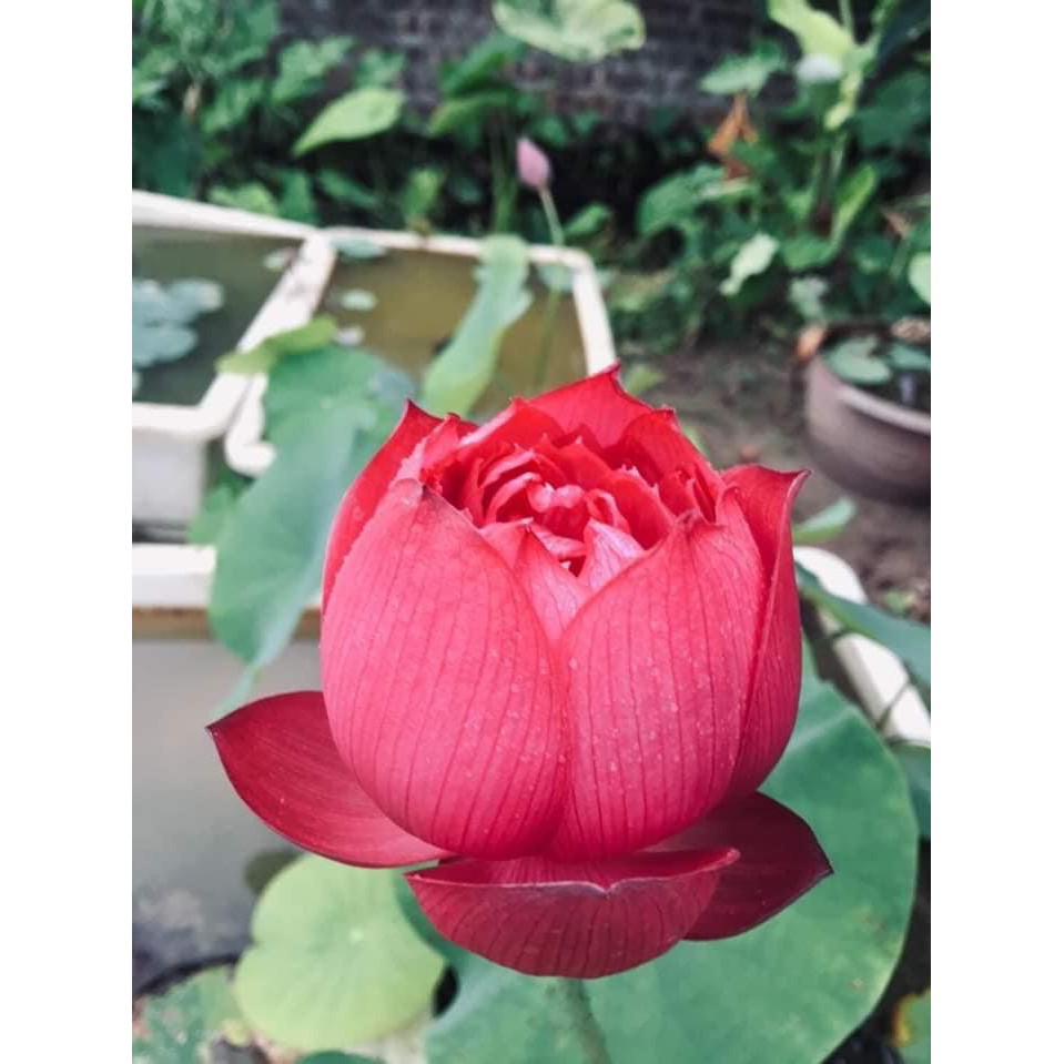 Củ sen đỏ huyết