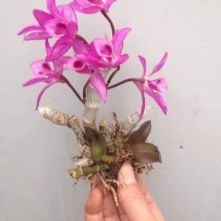 Trầm tím rừng 2 khóm