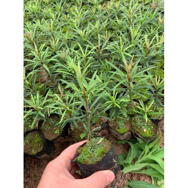 Cây giống tùng là Hán cao 15.20cm hạt