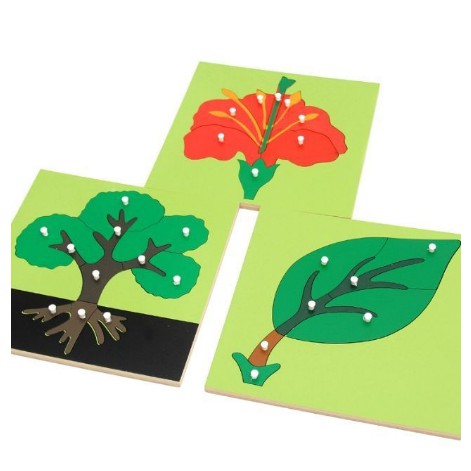 Tranh ghép sinh học - Giáo cụ Montessori bảng Quốc tế