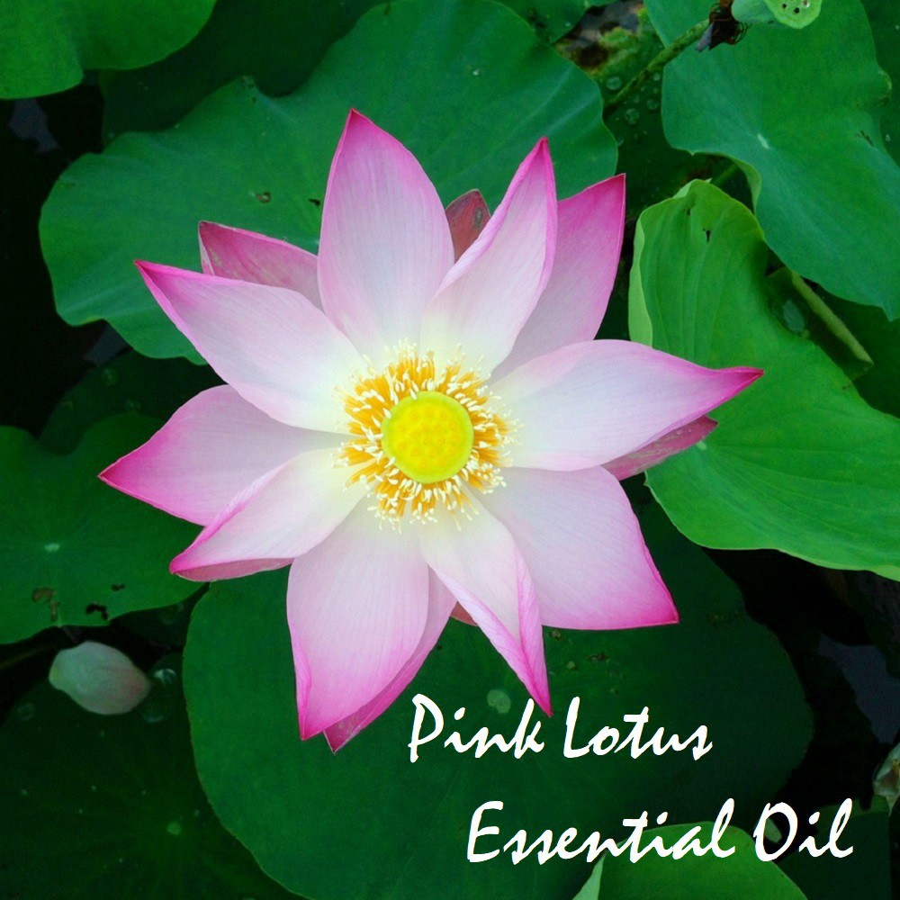 Tinh dầu hoa sen hồng Lotus Essential Oil (Pink)