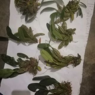 1 khóm hoa vảy rồng(khóm nhỏ)[SHOP UY TÍN]