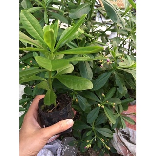 ♡♡ Chậu mềm sâm đất
