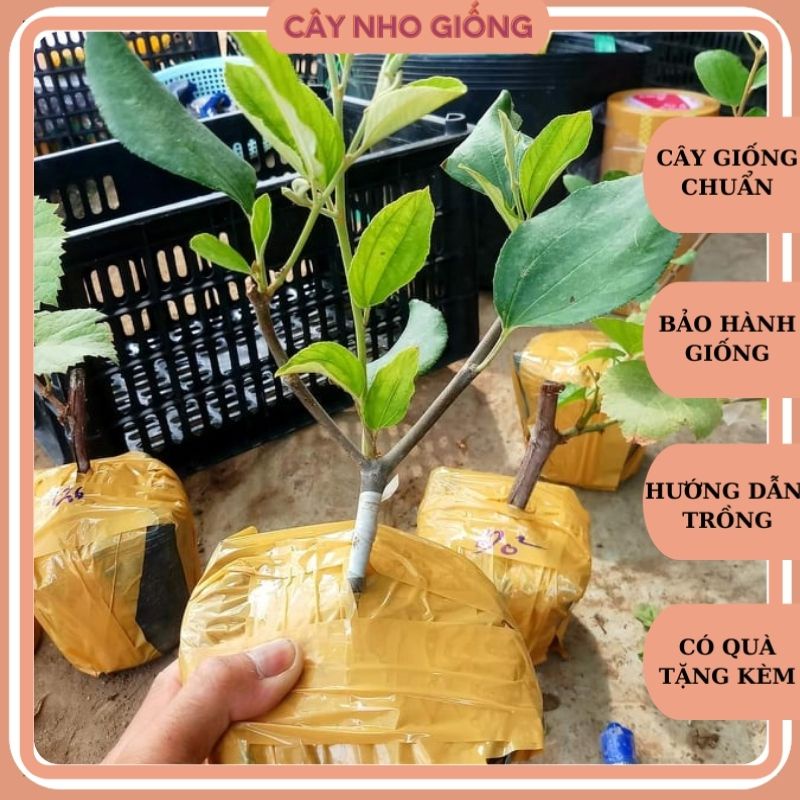 Cây Táo Thái Bầu Lớn