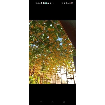 CÂY HOA LAN HOÀNG DƯƠNG