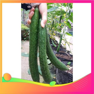 Hạt Giống Dưa Chuột Nhật F1 - 10 hạt VIETGAR