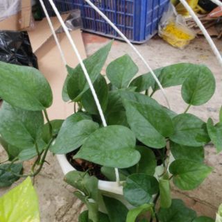 Trầu Bà Thái Vàng và  thái Xanh