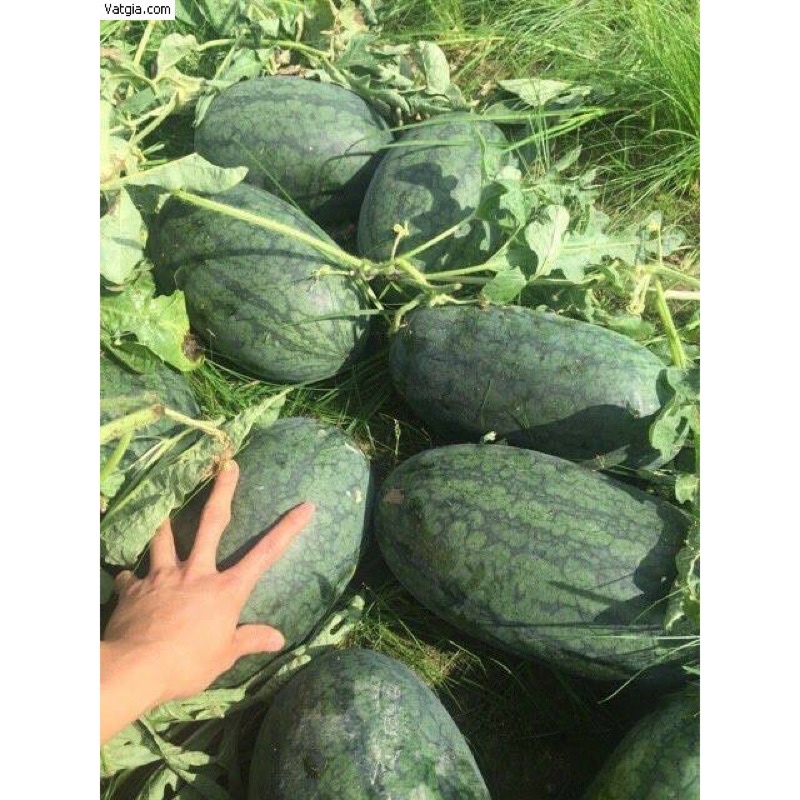 Hạt giống Dưa Hấu Ls 1077 F1 ( gói 1gr)