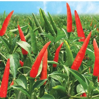 Hạt giống ớt hiểm F1 VTP44 | Vạn Tín Store