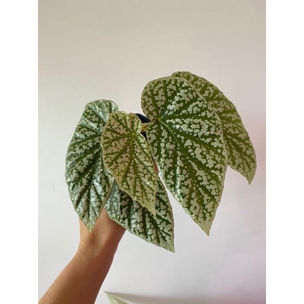 Cây lá kiểng Begonia Frosty