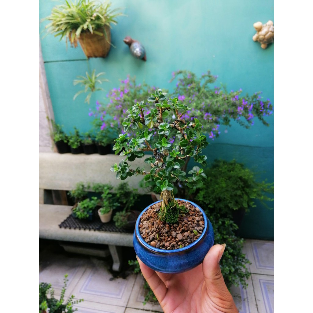 Bonsai sam hương mini