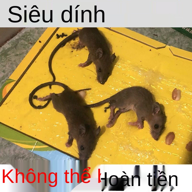 A Bảng dính chuột siêu keo bắt lớn lồng sóc bẫy hiện vật hộ gia đình một đầu tổ