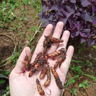 Củ giống hoa bướm đêm - củ giống