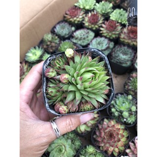 Sen đá Phật Bà nhiều màu
