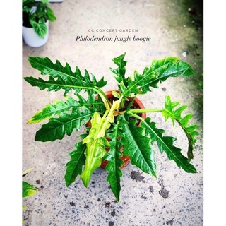 Cung Đàn Xuân | Philodendron jungle boogie