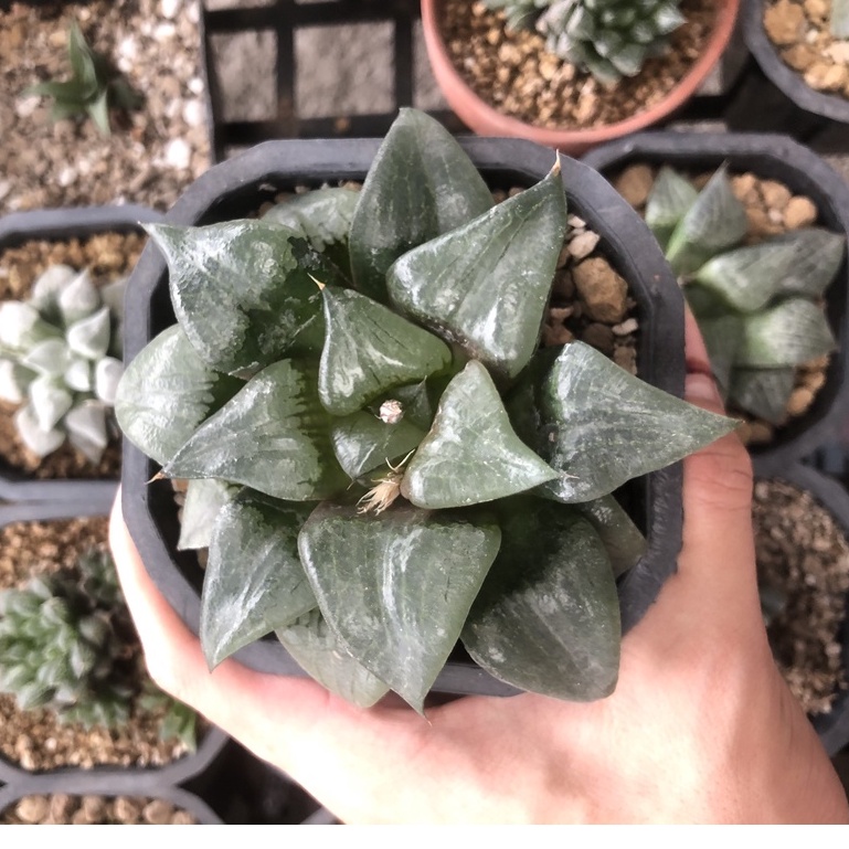 Sen đá kim cương Haworthia (Ảnh thật) | Haworthia Mutica Hyb | Haworthia Guốc đen