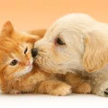 Domino Pets Shop