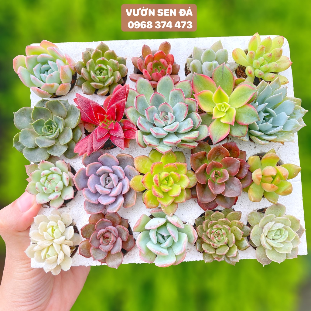 Combo sen đá vỉ mini - Sen đá mix nhiều loại