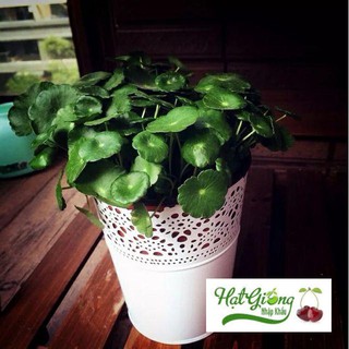 40 Hạt giống cỏ may mắn/ hạt giống lá tiền su có thể trồng trong nước bể nuôi cá LINH NGOC