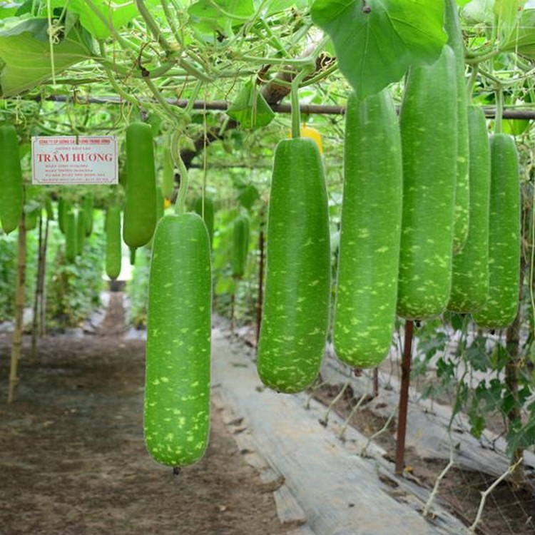 Hạt giống Bầu sao F1