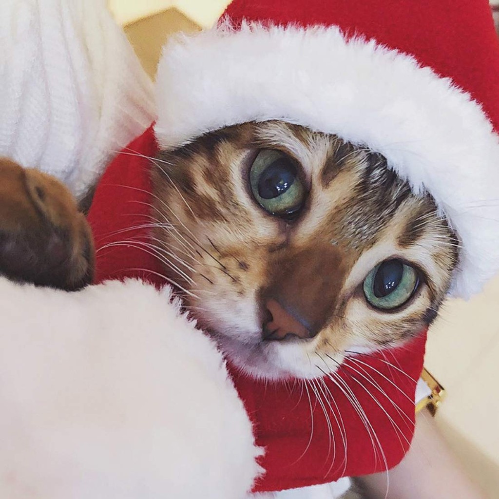 Mũ Khăn Giáng sinh cho chó mèo/thú cưng - Christmas hat and scarf for pet/ dog cat