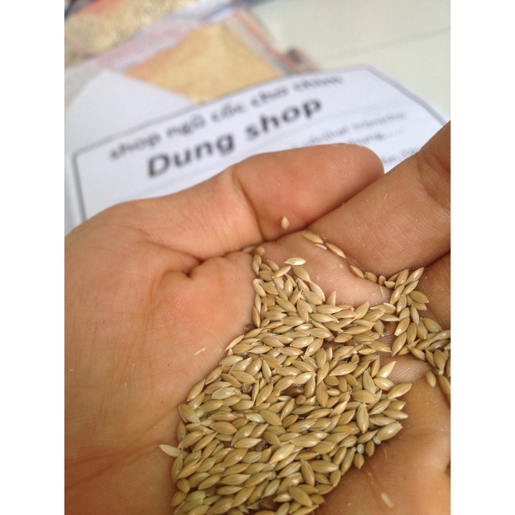 Láng dài - láng yến - thóc yến canary - láng chim 1kg