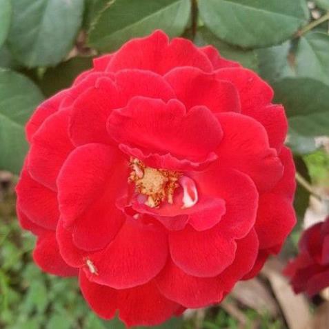 Cây hoa hồng tố nữ  + Tặng  phân hữu cơ cao cấp