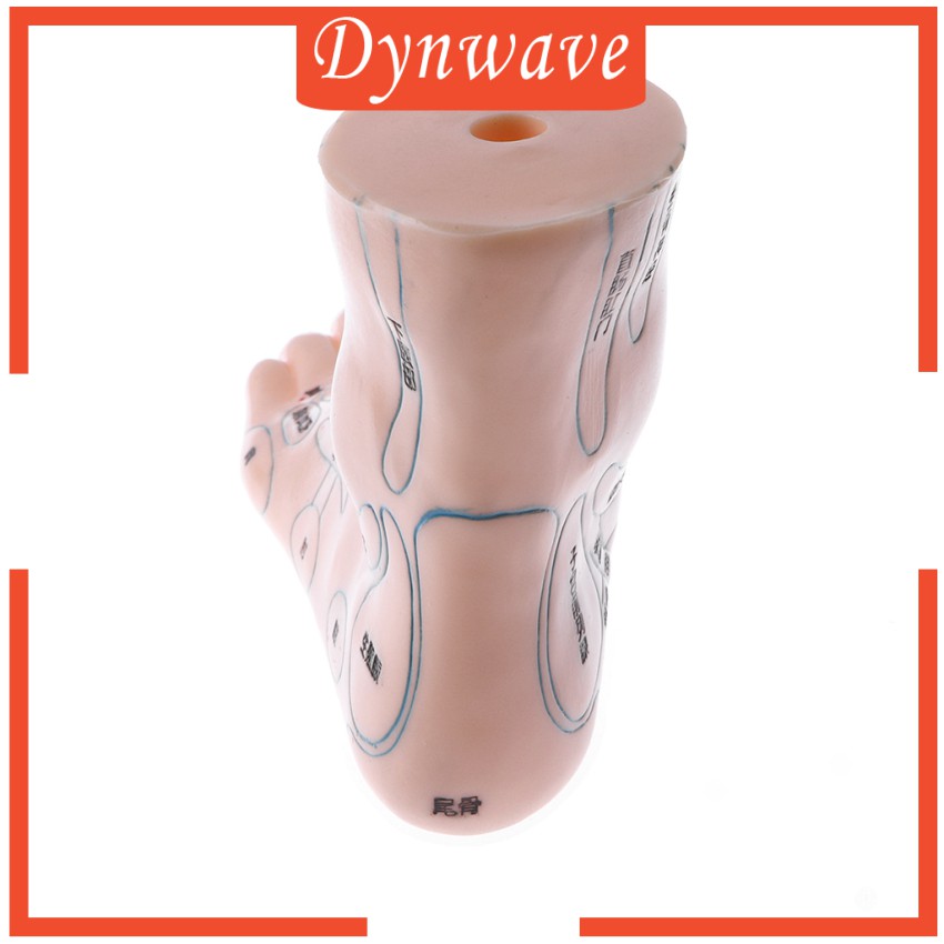 Mô Hình Châm Cứu Mát Xa Chân 19cm