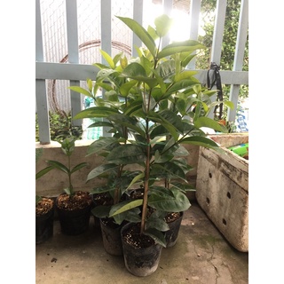 (5cây) Bông Trang Mỹ Hồng 40cm ( cây giống )