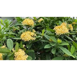 Sản phẩm hoa mẫu đơn màu vàng, bầu cây lớn, gửi đi nguyên bầu, hàng đang nụ hoặc sắp nụ