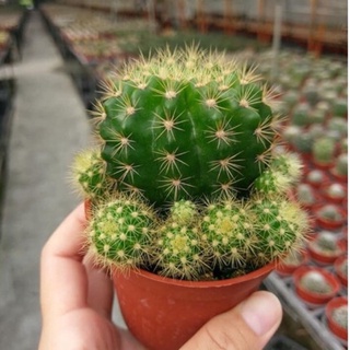 xương rồng bí xanh