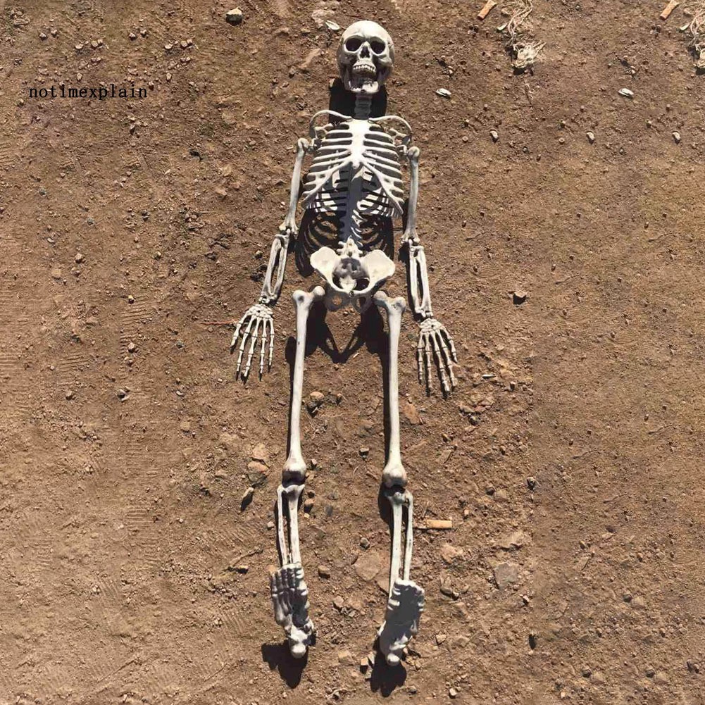 Mô hình bộ xương cỡ 90cm trang trí cho nhà ma vào lễ Halloween