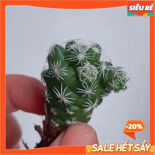 [SIÊU CUTE] - Cây Xương Rồng TRỨNG CHIM size MINI - dễ chăm