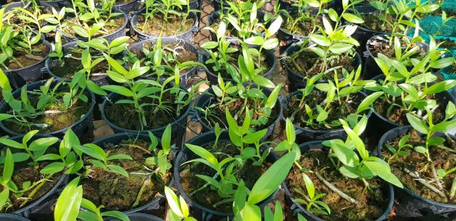 Hoa phong lan hạc vĩ thiên cung lữ bố