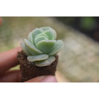 sen đá hồng Hà Lan mini 2-4cm