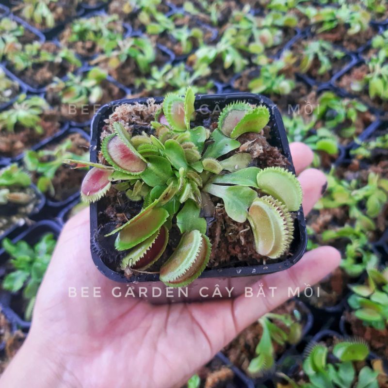 [Mã 44LIFESALE giảm 10% đơn 99K] Cây bẫy kẹp, cây bắt mồi, cây bắt ruồi venus flytrap