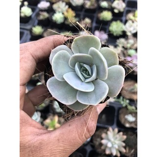 Sen lola giống mới bầu nhỏ