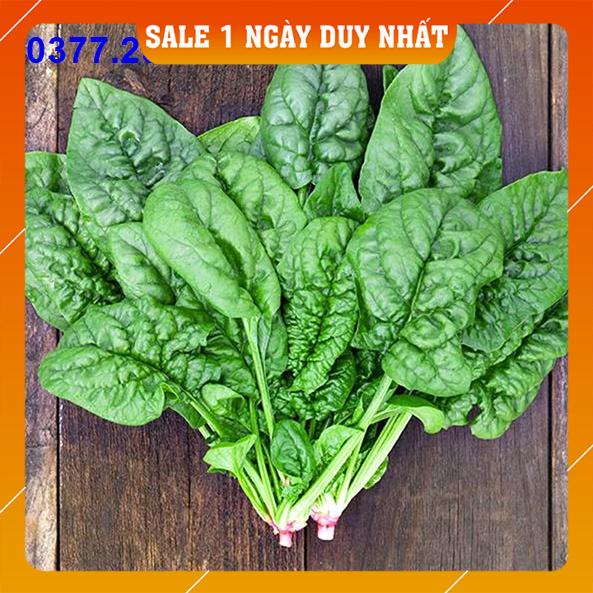 Hạt giống Cải Bó Xôi (Rau Chân Vịt) Chịu Nhiệt F1 Năng suất cao, dễ trồng gói 20gram - Xuất xứ: Ấn Độ