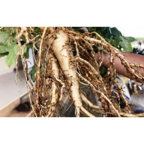Caykiengsadec - Cây nhân sâm bố chính - cây cảnh sân vườn