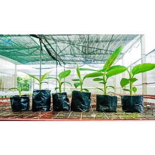CÂY GIỐNG CHUỐI CẢNH MINI  - (TRỒNG CHẬU LÀM TIỂU CẢNH TRONG NHÀ )
