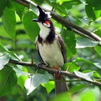 Chim Cảnh Sài Gòn