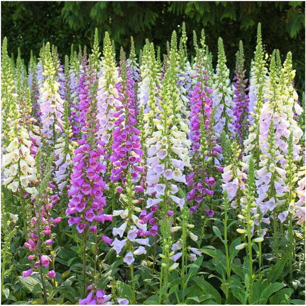 Hạt giống HOA PHI YẾN Nhu cầu, Gloxiniaeflora Foxglove (Digitalis purpurea) Gói đôi gôm
