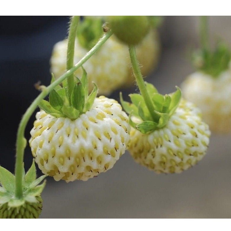 HẠT GIỐNG DÂU TÂY TRẮNG TUYẾT Wild Strawberry - White Soul (Fragaria Vesca White Soul) 50 GIỐNG ~ rất ngọt ngào