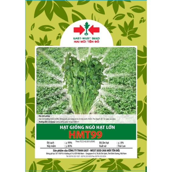 Hạt Giống Rau Ngò Hạt Lớn 099, Ngò Tía