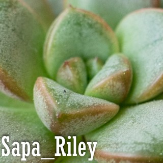 Sen đá cúc áo (Graptoveria Amethorum)
