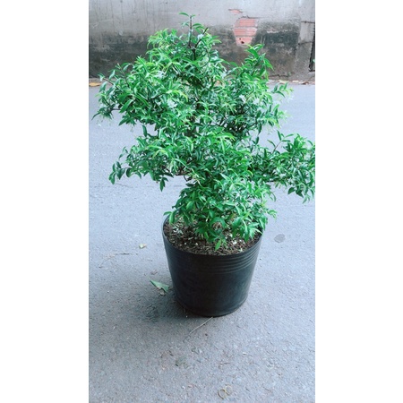Cây Mai Chiếu Thuỷ Bonsai Lớn