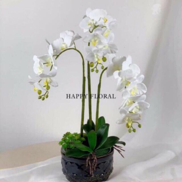 Cành lan hồ điệp 7bông