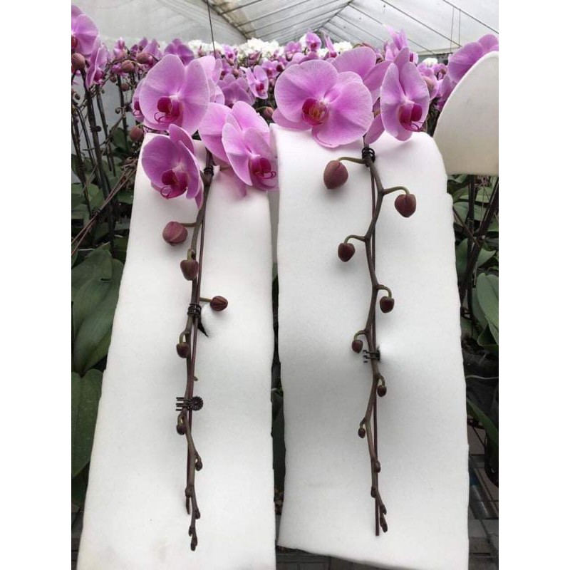 Hồ điệp đại cây giống combo 5 cây 5 màu